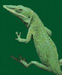 (image for) Green Anole